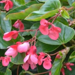 Dragon® Wing Pink Angel Wing Begonia Plant