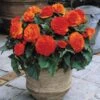 Nonstop® Orange Tuberous Begonia Plant -Annual Plants Popular Shop begonia plant nonstop orange 2085 detail