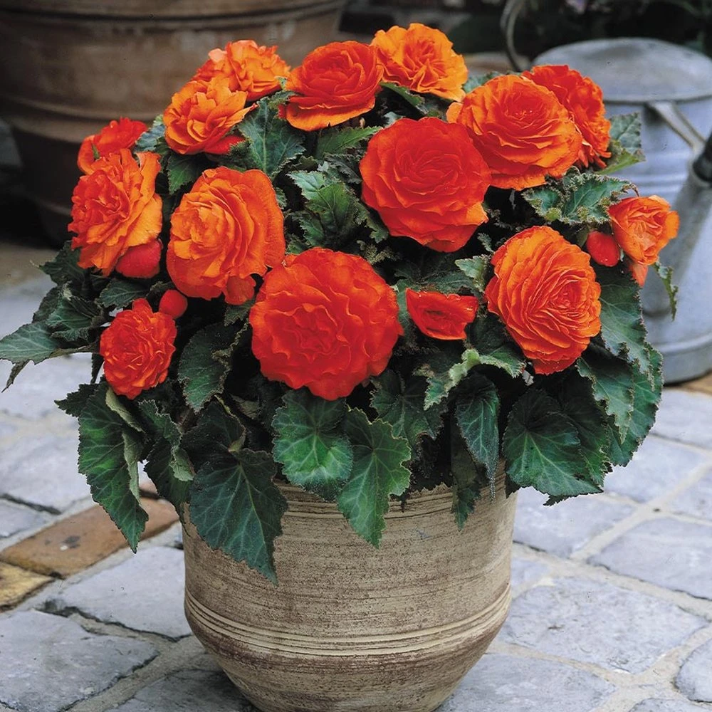 Nonstop® Orange Tuberous Begonia Plant 3 Nonstop® Orange Tuberous Begonia Plant