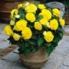 Nonstop® Yellow Tuberous Begonia Plant 1 Nonstop® Yellow Tuberous Begonia Plant -Annual Plants Popular Shop begonia plant nonstop yellow 1354 detail