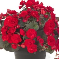 Solenia® Red Improved Begonia Plant