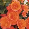 Solenia® Salmon Coral Begonia Plant -Annual Plants Popular Shop begonia solenia salmon coral plant 1399 detail