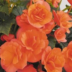 Solenia® Salmon Coral Begonia Plant