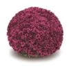 Belgian Mum® Arluno Purple Plant -Annual Plants Popular Shop belgian mum arluno purple 1897 detail