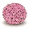 Belgian Mum® Fonti Pink Plant 2 Belgian Mum® Fonti Pink Plant -Annual Plants Popular Shop belgian mum fonti pink 1582 detail