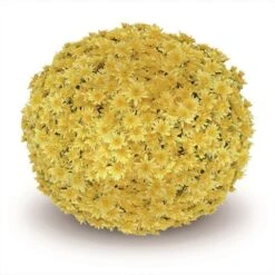 Belgian Mum® Fonti Yellow Plant