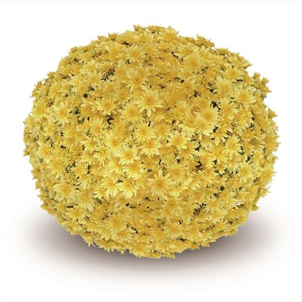 Belgian Mum® Fonti Yellow Plant 3 Belgian Mum® Fonti Yellow Plant
