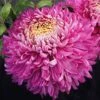 Belle O' The Ball Perennial Mum Plant -Annual Plants Popular Shop belle o the ball perennial mum plant 2232 detail
