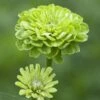 Benary's Giant Lime Zinnia