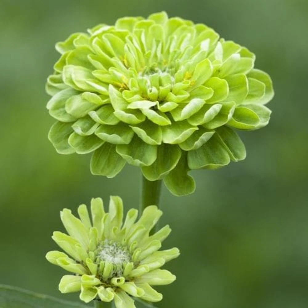 Benary's Giant Lime Zinnia 3 Benary's Giant Lime Zinnia
