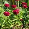 Benary's Giant Scarlet Zinnia -Annual Plants Popular Shop benarys giant scarlet zinnia plant 273 detail