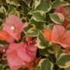 Bengal Orange Bougainvillea Plant 1 Bengal Orange Bougainvillea Plant -Annual Plants Popular Shop bengal orange bougainvillea plant 1273 detail