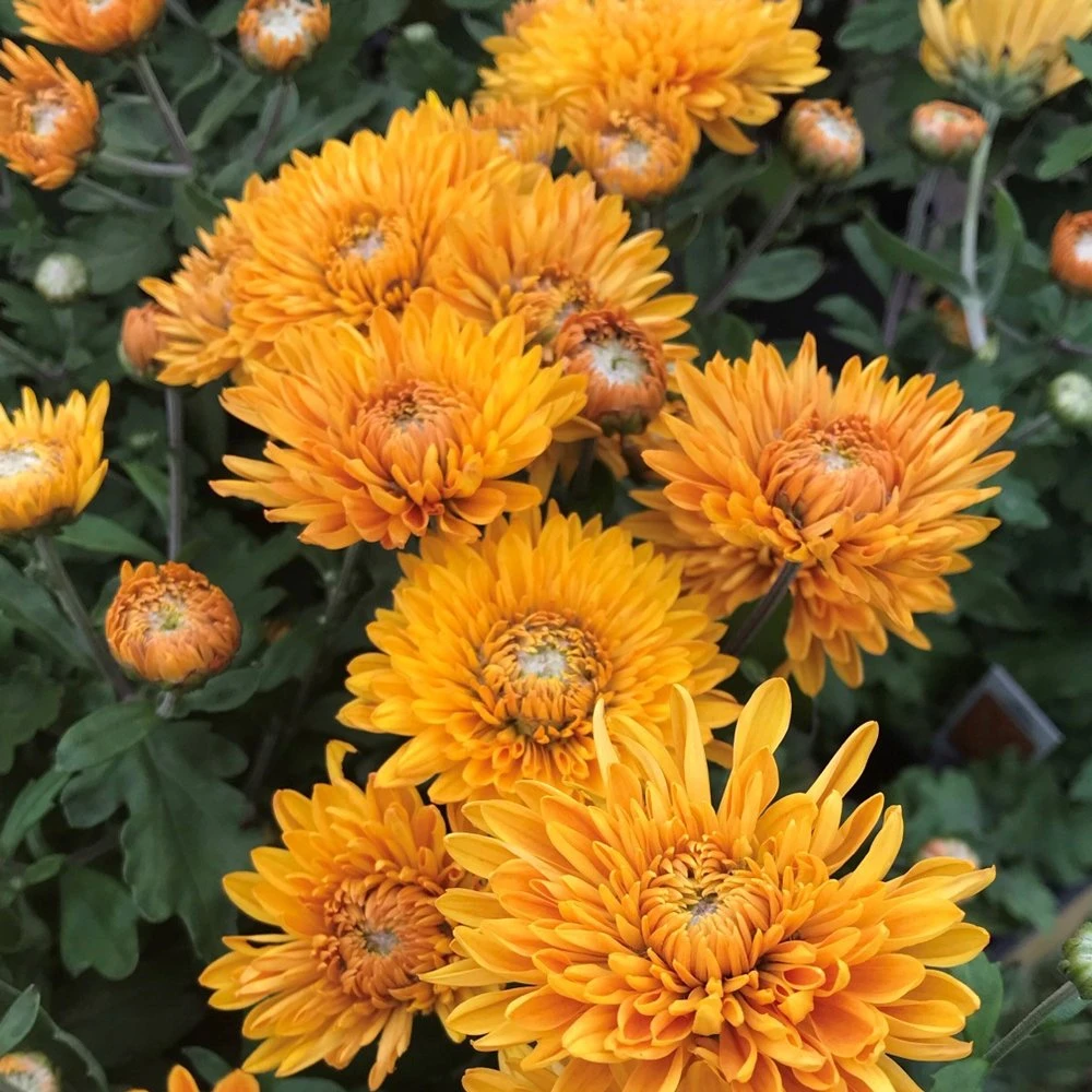 Best Regards Perennial Mum Plant 3 Best Regards Perennial Mum Plant