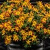 Campfire® Fireburst Bidens Plant 2 Campfire® Fireburst Bidens Plant -Annual Plants Popular Shop bidens campfire burst spanish needles plant 2100 detail