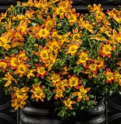 Campfire® Fireburst Bidens Plant