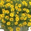 Goldilocks Rocks® Bidens Plant -Annual Plants Popular Shop bidens goldilocks rocks spanish needles plant 2350 detail