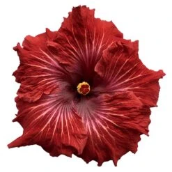 Big Poppa Cajun Hibiscus