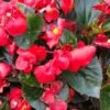 Big™ Red With Green Leaf Wax Begonia Plant -Annual Plants Popular Shop big red green leaf begonia plant 1413 detail
