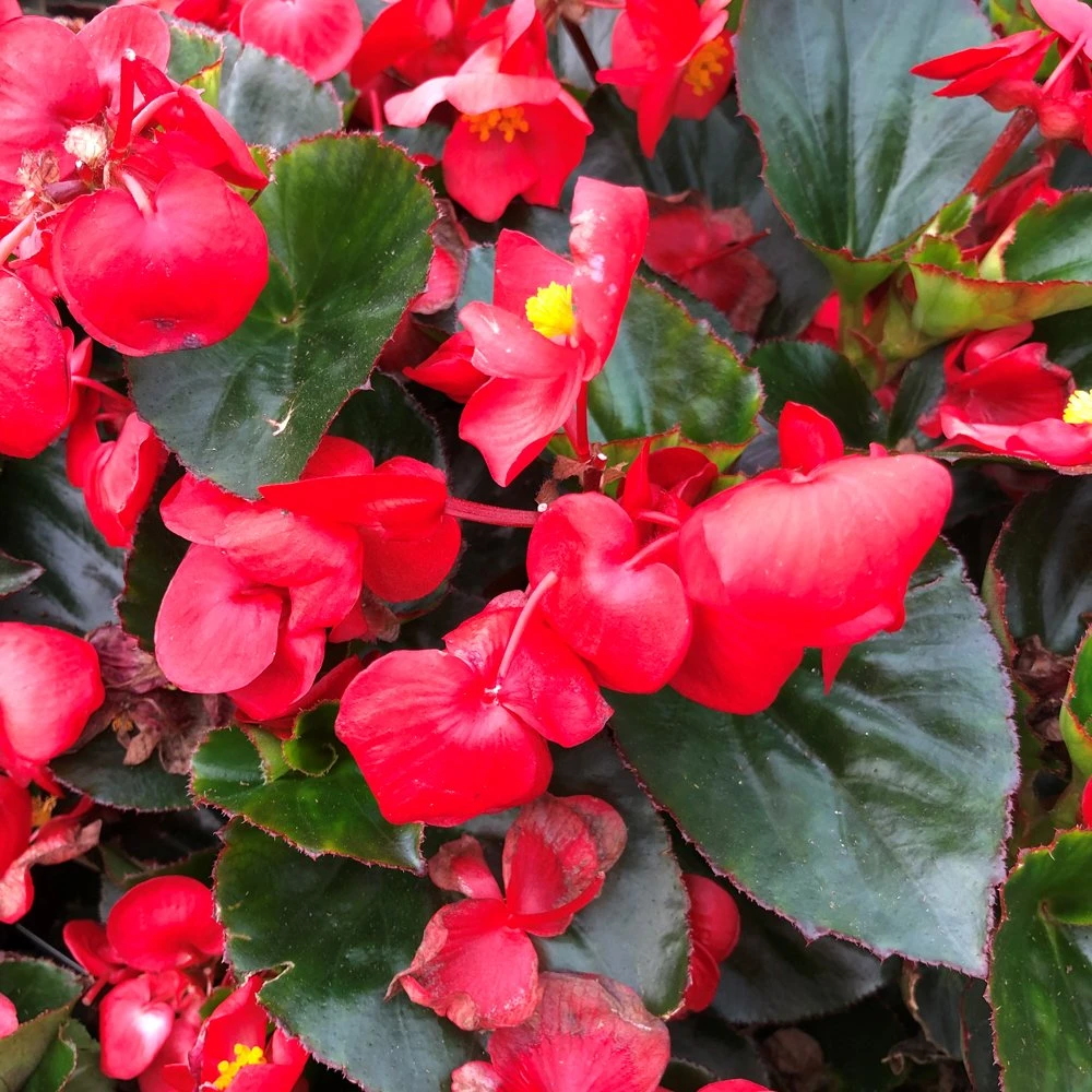 Big™ Red With Green Leaf Wax Begonia Plant 3 Big™ Red With Green Leaf Wax Begonia Plant