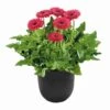 Bighorn® Patio Gerbera 2 Bighorn® Patio Gerbera -Annual Plants Popular Shop bighorn patio gerbera plant 1537 detail