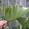 Bikini-tini Colocasia - Elephant Ear -Annual Plants Popular Shop bikini tini colocasia elephant ears plant 759 detail
