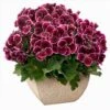 Aristo® Black Beauty Regal Geranium Plant -Annual Plants Popular Shop black beauty aristo regal geranium plant 512 detail