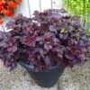 Black Dragon Coleus Plant