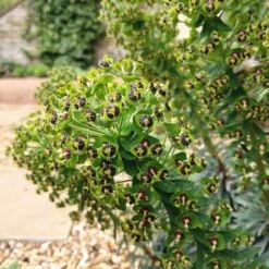 Black Pearl Euphorbia (Leafy Spurge)
