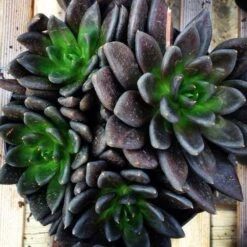 Black Prince Echeveria