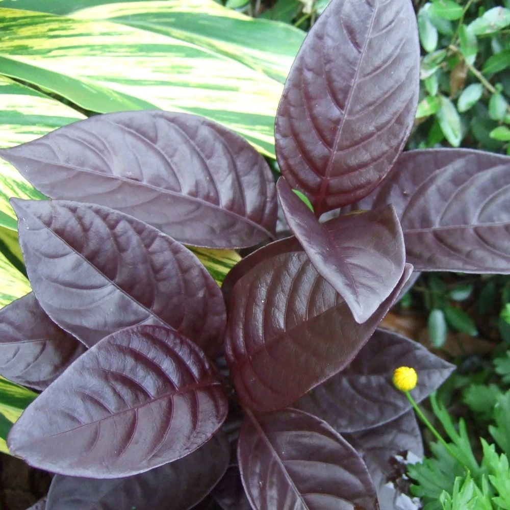 Black Varnish Pseuderanthemum 3 Black Varnish Pseuderanthemum