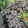 Blackie Ipomoea Plant -Annual Plants Popular Shop blackie ipomoea plant sweet potato vine 1237 detail