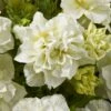 Blanket® Double Chardonnay Petunia Plant -Annual Plants Popular Shop blanket double chardonnay petunia plant 1012 detail