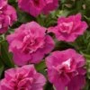Blanket® Double Rose Petunia Plant 1 Blanket® Double Rose Petunia Plant -Annual Plants Popular Shop blanket double rose petunia plant 453 detail
