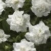 Blanket® Double White Petunia Plant -Annual Plants Popular Shop blanket double white petunia plant 159 detail