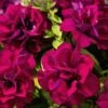 Blanket® Double Zinfandel Petunia Plant 1 Blanket® Double Zinfandel Petunia Plant -Annual Plants Popular Shop blanket double zinfandel petunia plant 1372 detail
