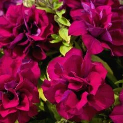 Blanket® Double Zinfandel Petunia Plant