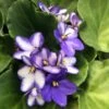 Blue Ice African Violet -Annual Plants Popular Shop blue ice african violet plant 812 detail