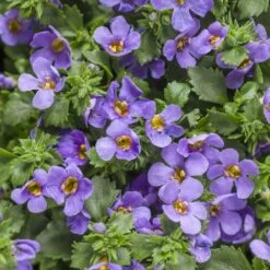 Blue Improved Snowstorm Bacopa Plant