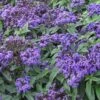 Marino™ Blue Heliotrope Plant 2 Marino™ Blue Heliotrope Plant -Annual Plants Popular Shop blue marino heliotrope plant 1002 detail