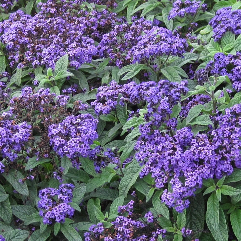 Marino™ Blue Heliotrope Plant 3 Marino™ Blue Heliotrope Plant