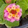 Blush Pink Lantana Plant 2 Blush Pink Lantana Plant -Annual Plants Popular Shop blush pink lantana plant updated 1121 detail