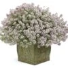 Blushing Princess® Lobularia Plant -Annual Plants Popular Shop blushing princess lobularia plant 1322 detail