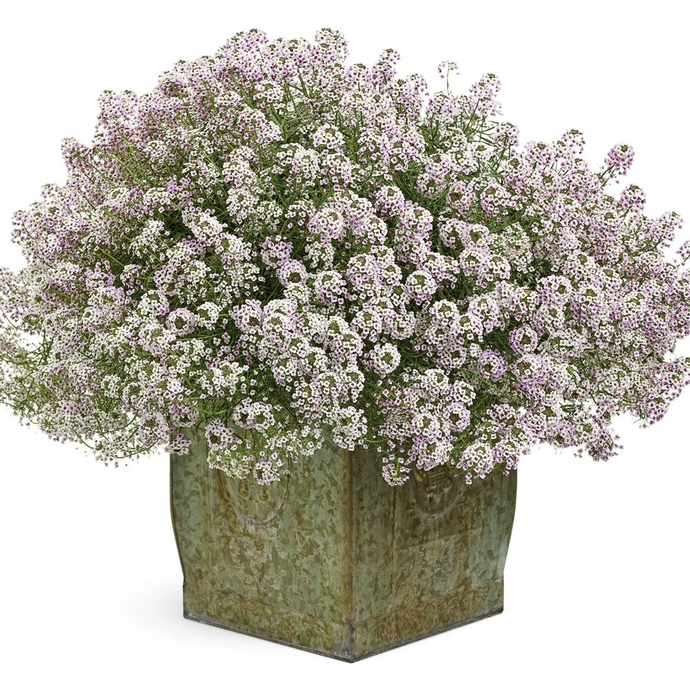 Blushing Princess® Lobularia Plant 3 Blushing Princess® Lobularia Plant