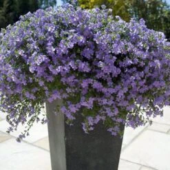 Blutopia® Blue Bacopa Plant