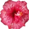 Bold Idea Cajun Hibiscus -Annual Plants Popular Shop bold idea cajun hibiscus plant 970 detail