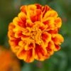 Bonanza Flame Marigold