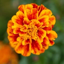 Bonanza Flame Marigold