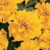 Bonanza Gold Marigold 1 Bonanza Gold Marigold -Annual Plants Popular Shop bonanza gold marigold plant 1640 detail