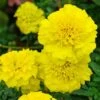 Bonanza Yellow Marigold -Annual Plants Popular Shop bonanza yellow marigold plant 1161 detail