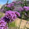 Bonariensis Cloud Verbena Plant 2 Bonariensis Cloud Verbena Plant -Annual Plants Popular Shop bonariensis cloud verbena plant 58 detail